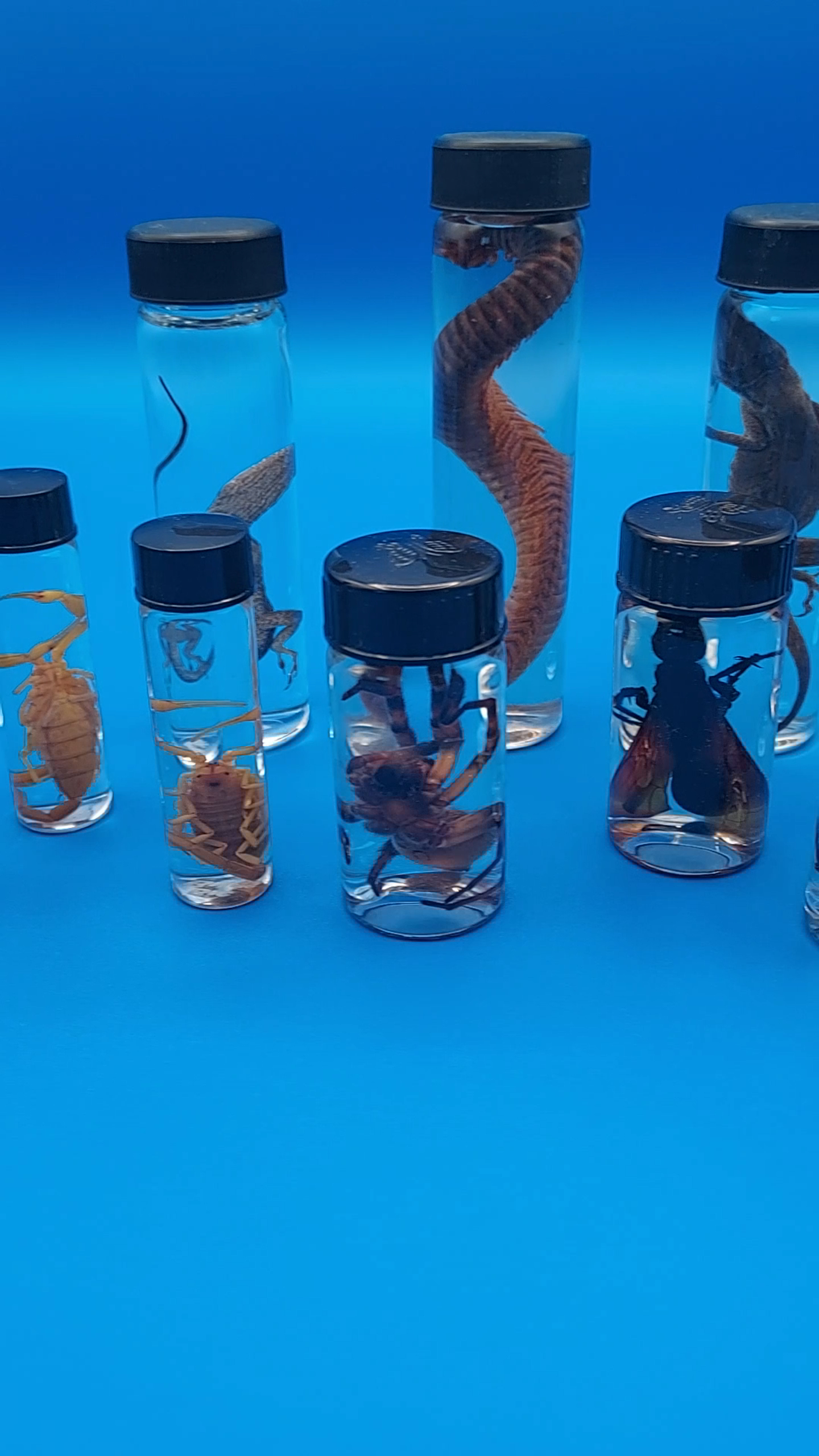 Amazon.com: BicBugs Real Pink SKELETONIZED DIAPHONIZED African